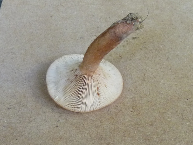 P1010754 BP scal 800 1 .JPG