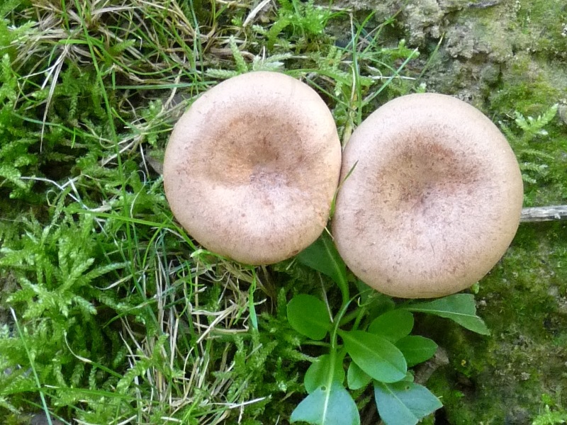 P1010769 BP scal 800 bearb. 1 .JPG