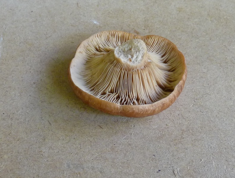 P1010811 scal 791 .JPG