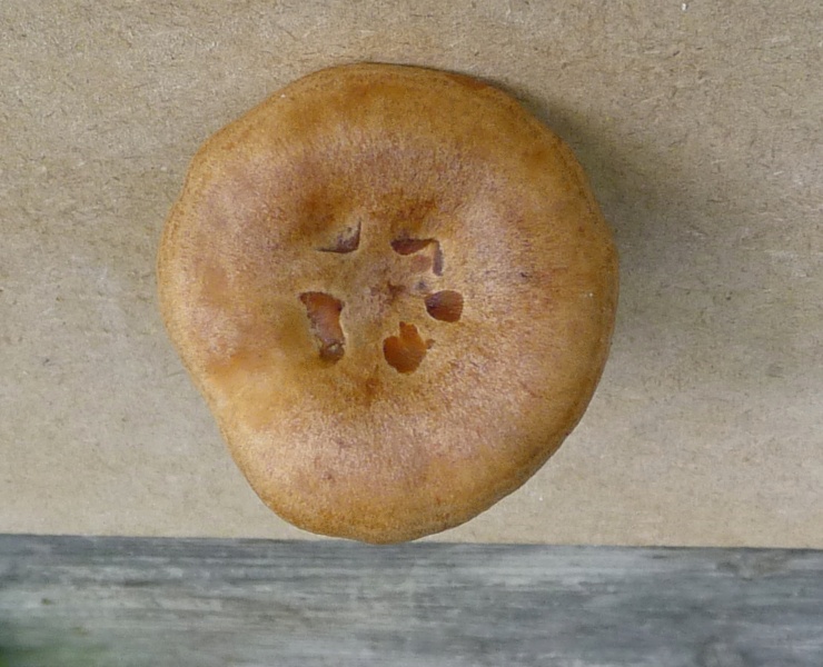 P1010801 scal 740 bearb 1 .JPG