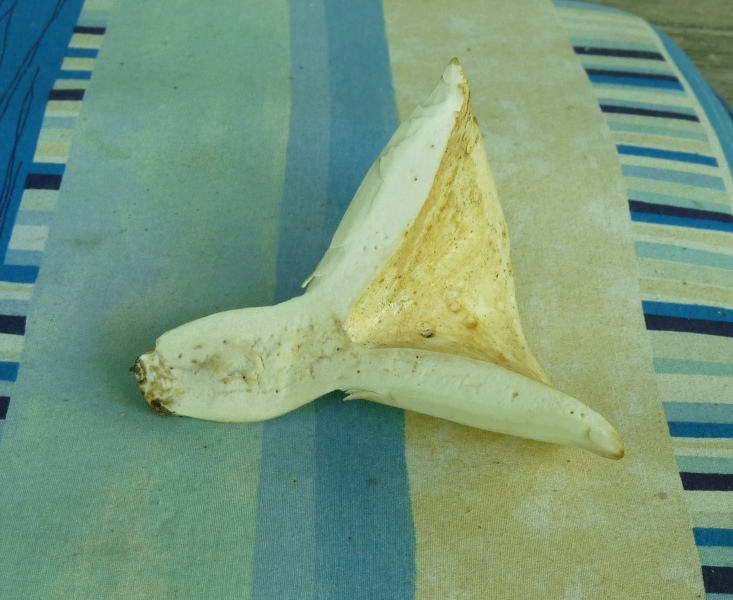 P1010781 scal 733 .JPG