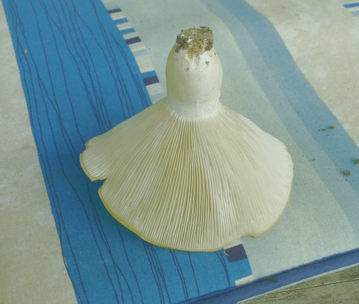 P1010776 scal bearb .JPG