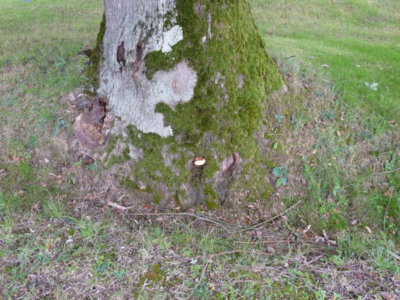 P1010817 scal 800 1 .JPG