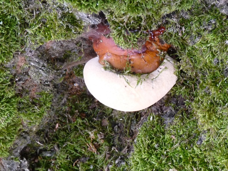 P1010815 scal 800 1 .JPG