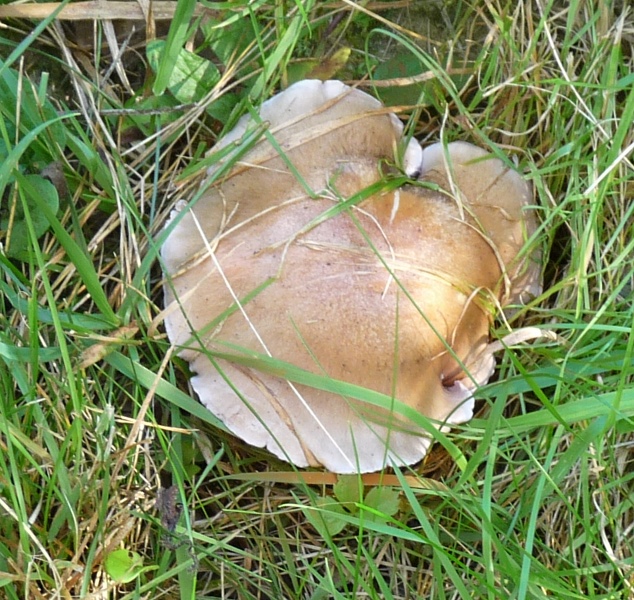 P1010903 scal 600 .JPG