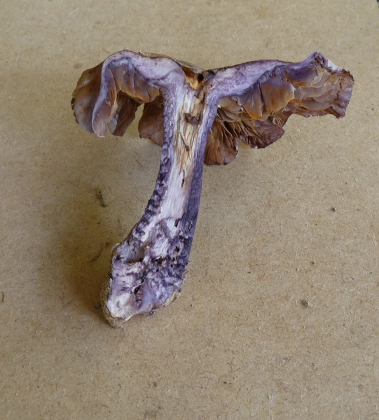 P1010912 scal 600 .JPG