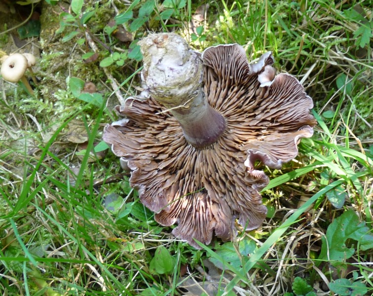 P1010904 scal 600 .JPG