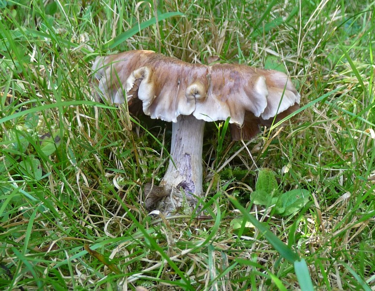 P1010901 scal 600 bearb. .JPG