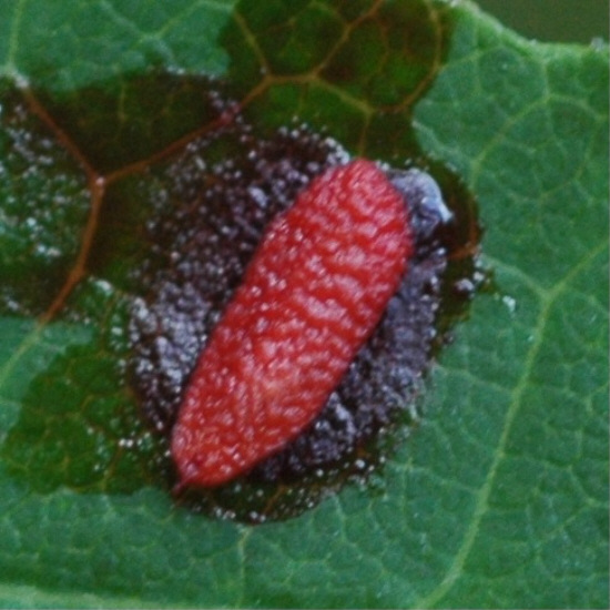 acer.jpg