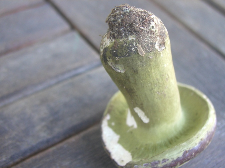 Da wir den Pilz in einem separaten Weidenkörbchen hatten, gab es am Umlauf einen Farbabrieb. Der Pilz war komplett grün, bis auf die Unterseite