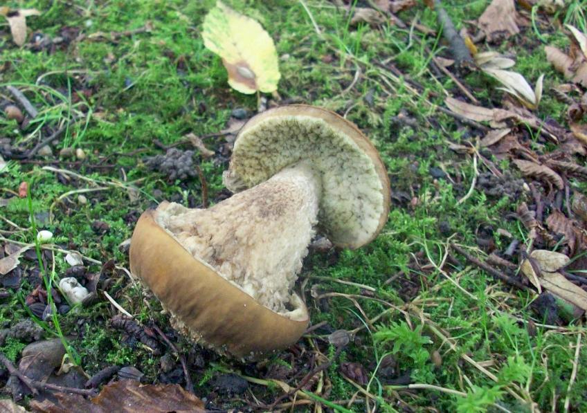 Raufuss mit 2 Hüten