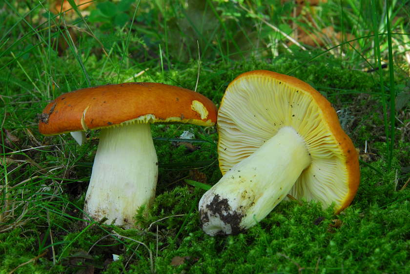 Russula_aurea.jpg