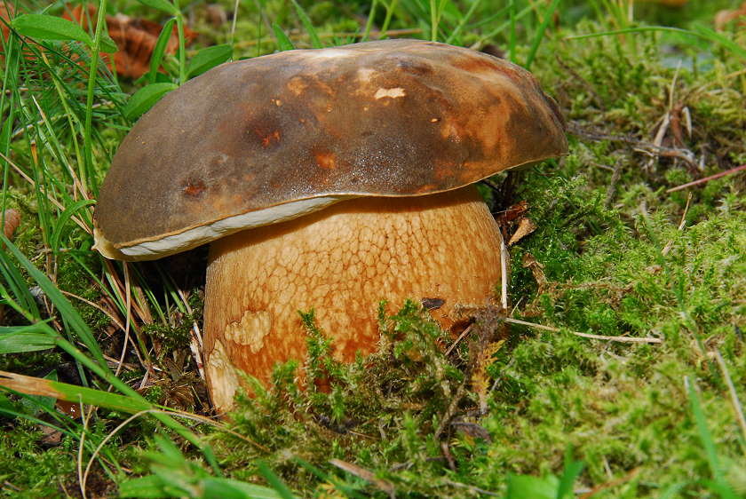Boletus_aereus.jpg