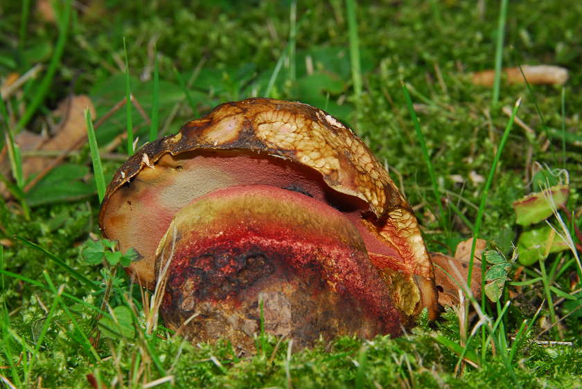 Boletus_legaliae.jpg