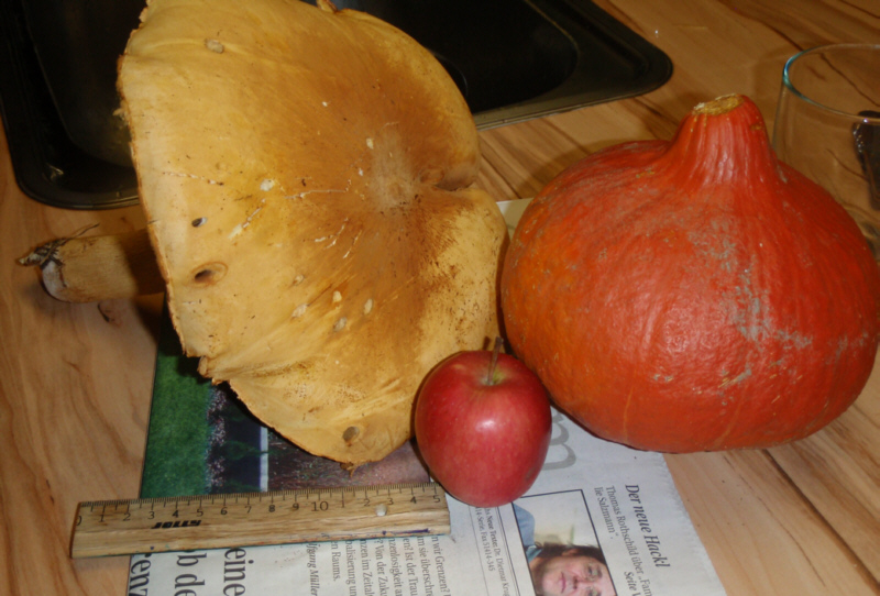 zum farbvergleich und auch wegen der stattlichen größe: hier im vergleich mit einem hokkaidokürbis und einem Apfel (Lineal liegt auch dabei)