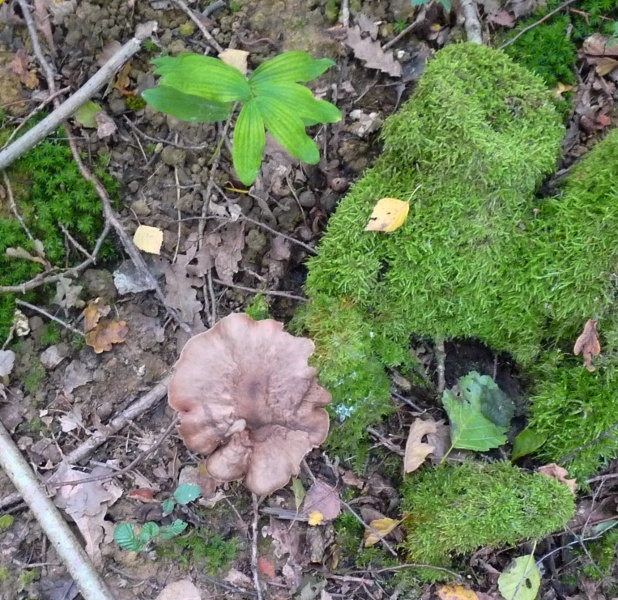 P1010953 BP scal 600 .JPG