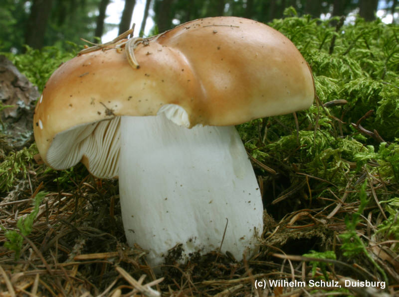 Russula vesca Fbg 10.7.2008-g.jpg