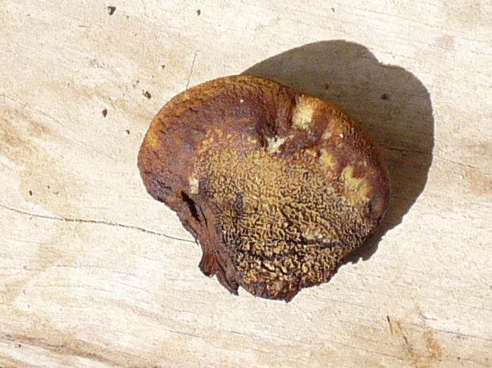 P1010997 Kiefernpilz Unterseite .JPG