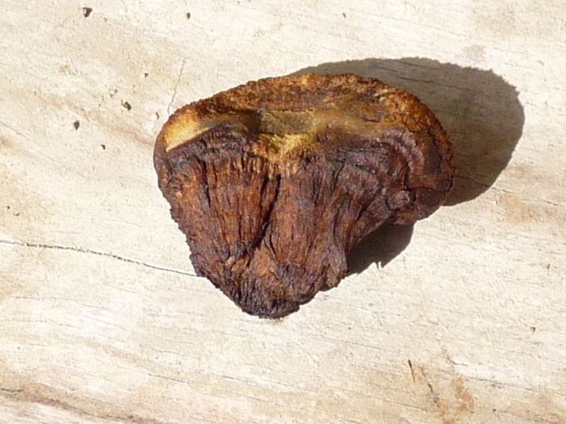 P1010996 Kiefernpilz Bruchstelle .JPG