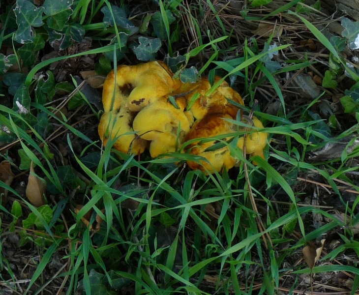 P1010990 Pilz scal  qual .JPG