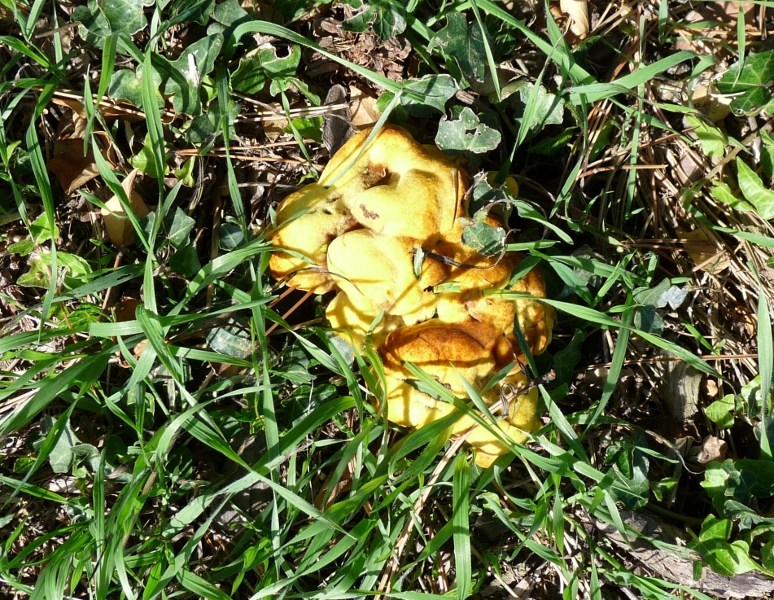 P1010989 Pilz scal qual .JPG