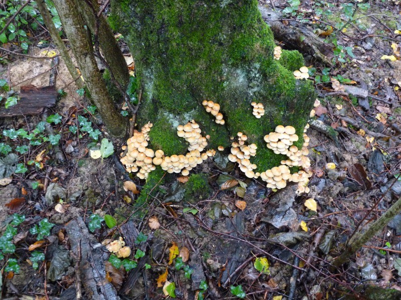 P1020018 scal 800 .JPG