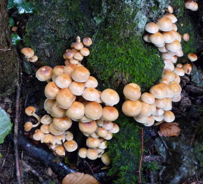 P1020020 scal 800 .JPG