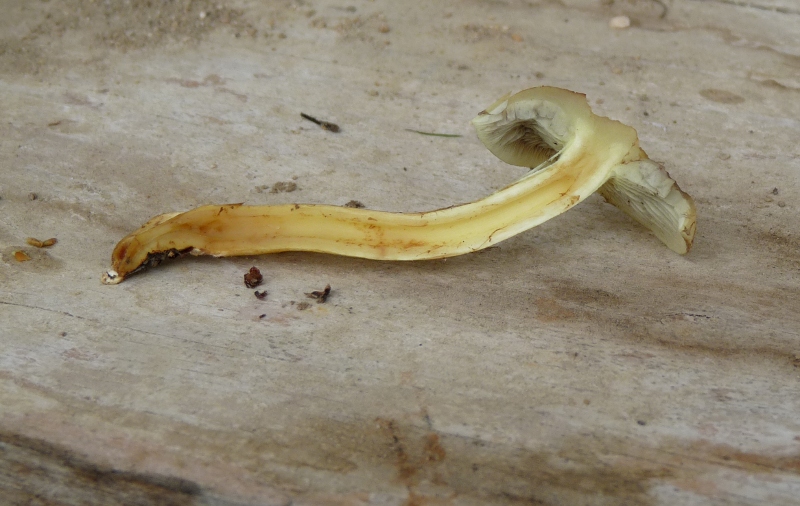 P1020044 scal 800 .JPG