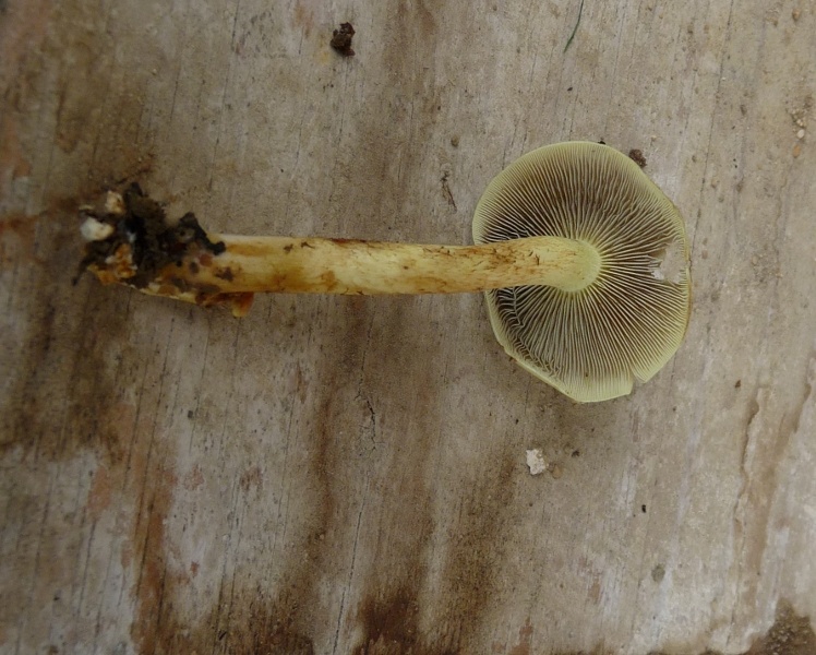 P1020042 scal 800 .JPG