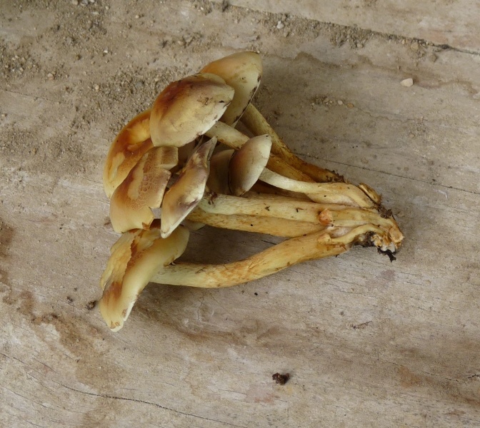 P1020038 scal 600 .JPG