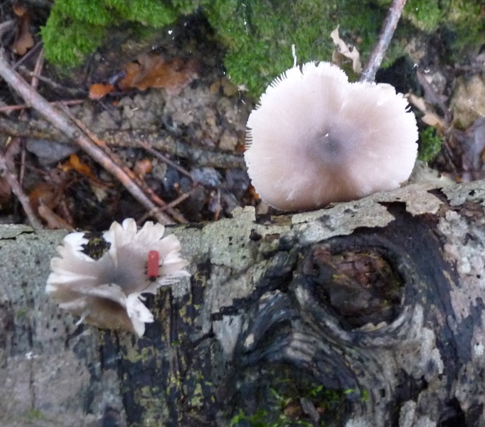 P1020026 Pluteus scal .JPG