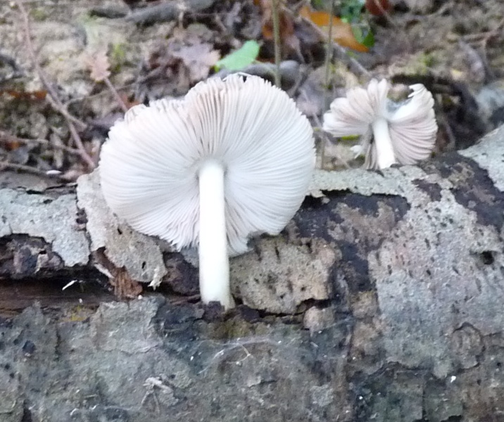 P1020027 Pluteus scal .JPG