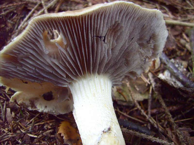 Stropharia hornemanii