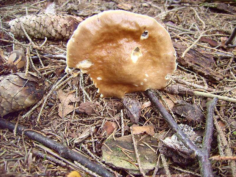 Stropharia hornemanii