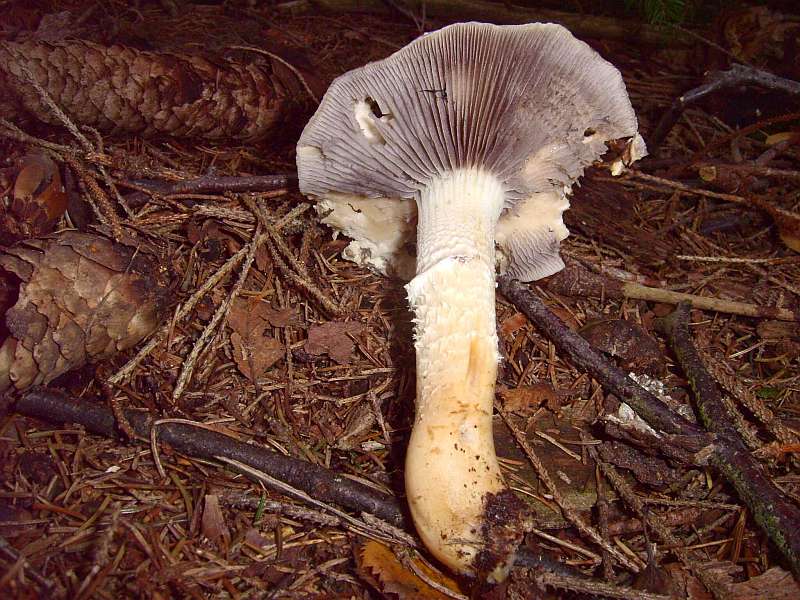 Stropharia hornemanii