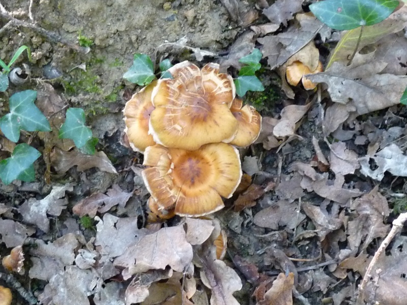 P1020106 Waldbodenpilz  Hutgruppe scal.JPG