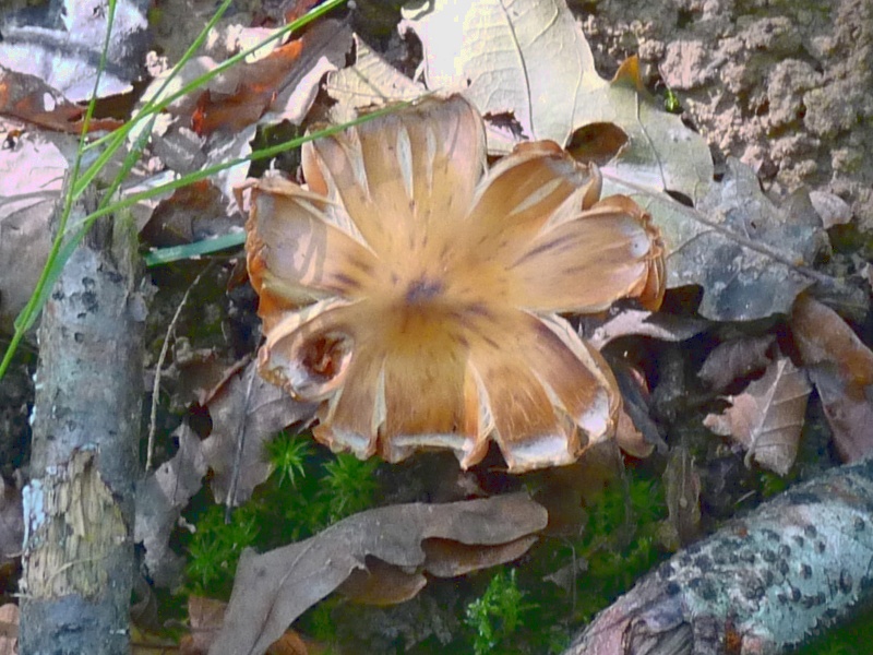 P1020110 Waldbodenpilz Hut  scal 800 .JPG