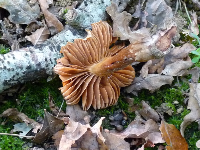 P1020112 Waldbodenpilz Lamellen .JPG