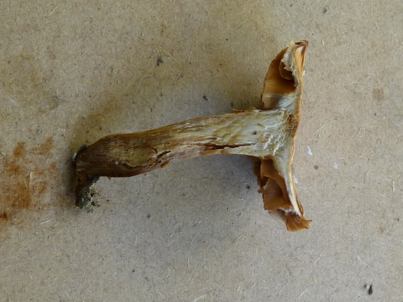 P1020121 Waldbodenpilz Schnitt scal .JPG