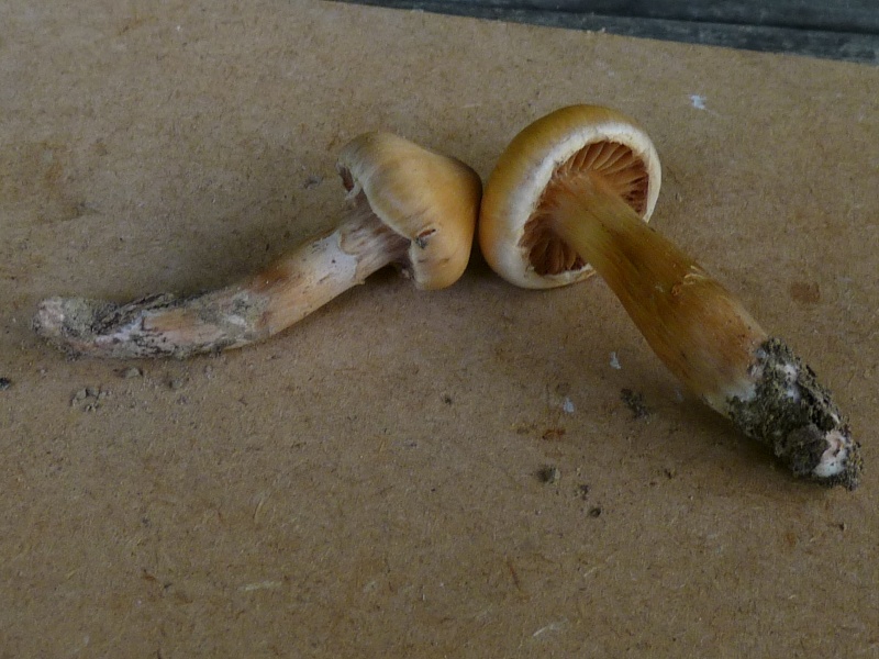 P1020125 scal 800 .JPG