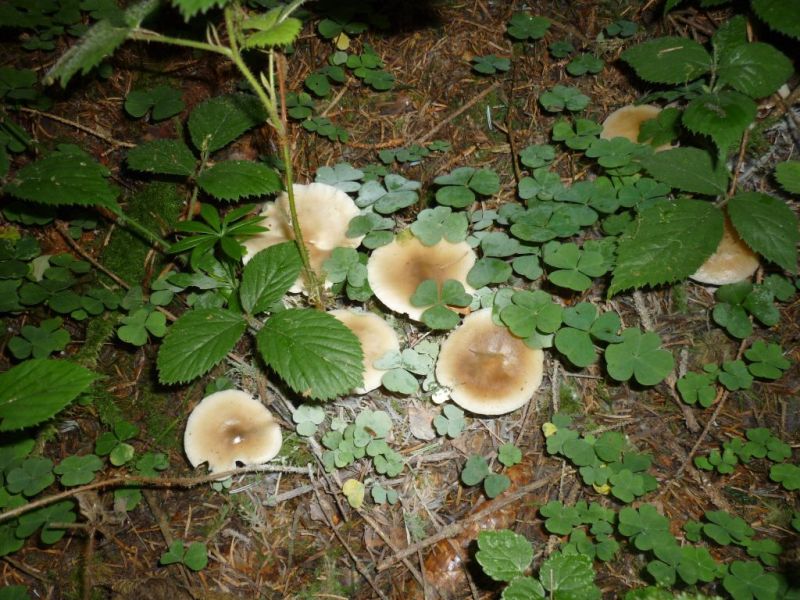 Pilz.jpg