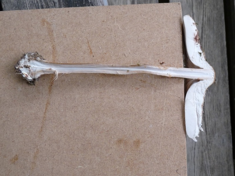 P1020167 Lepiota Schnitt scal 800 1 .JPG