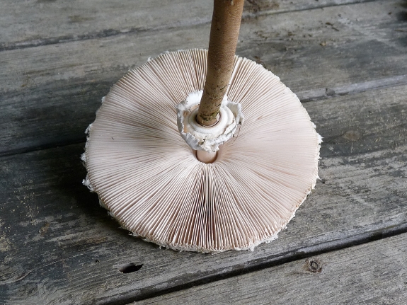 P1020163 Lamellen Velum scal .JPG