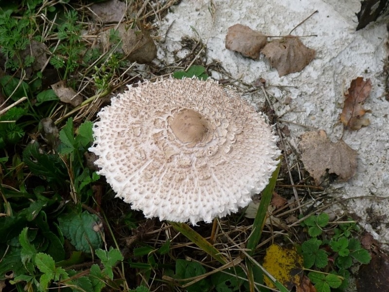 P1020146 Lepiota Hut scal 800 bearb 1.JPG