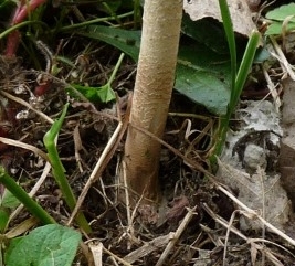 P1020148 Lepiota Stiel scal 267 .JPG