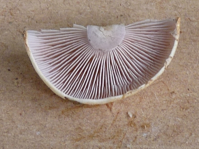 P1020201 scal 680 .JPG