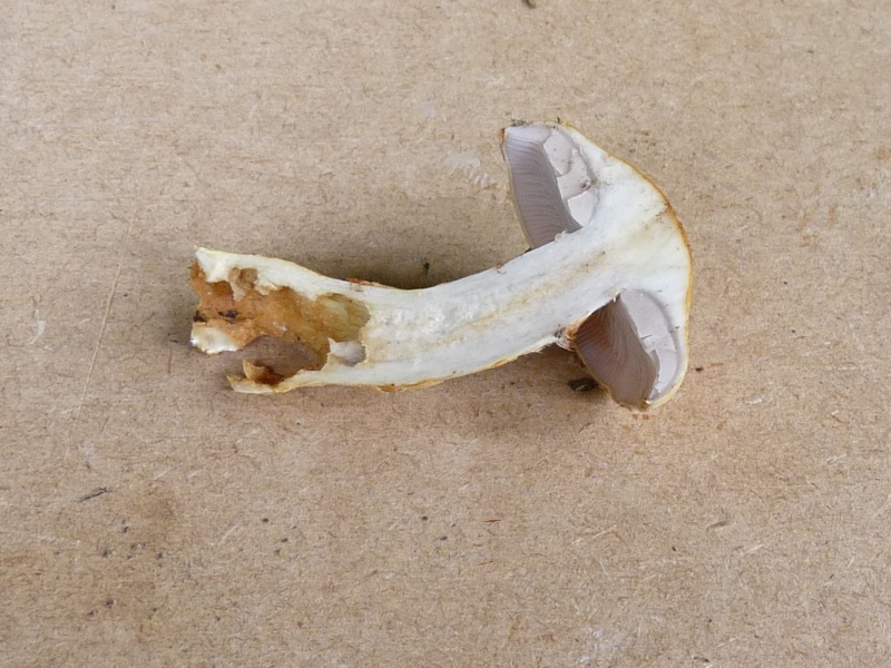 P1020200 scal 800 bearb .JPG