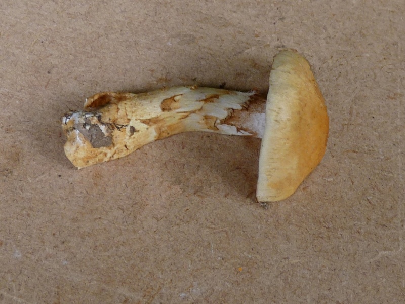 P1020203 scal 800 bearb .JPG