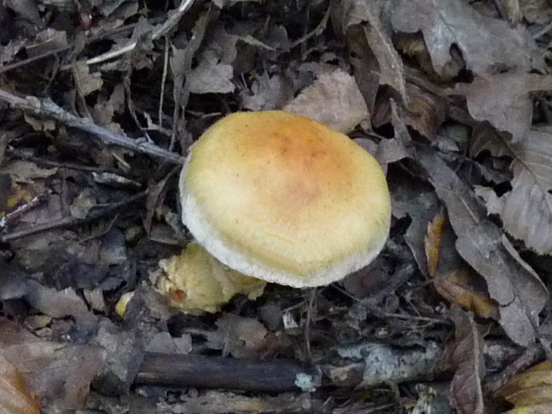 P1020184 scal 800 bearb .JPG