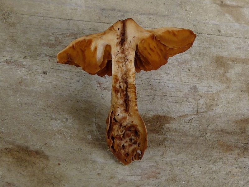 P1020211 scal 800 red .JPG